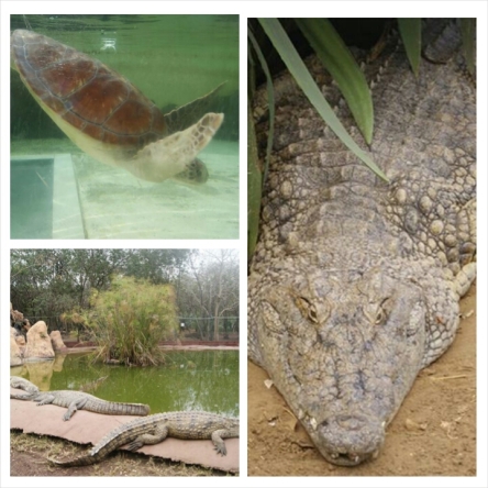 Croc Park & Turtles Reserve